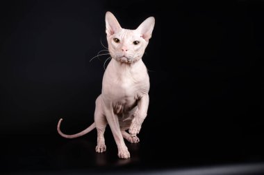 Renkli arka plan üzerinde don sphynx kedi kedi fotoğraf stüdyosu