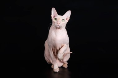 Renkli arka plan üzerinde don sphynx kedi kedi fotoğraf stüdyosu
