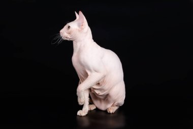 Renkli arka plan üzerinde don sphynx kedi kedi fotoğraf stüdyosu