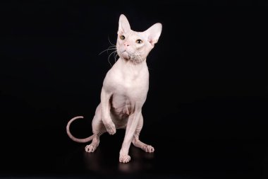 Renkli arka plan üzerinde don sphynx kedi kedi fotoğraf stüdyosu
