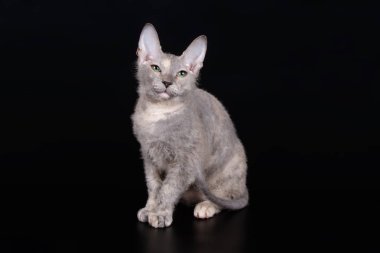Renkli arka plan üzerinde don sphynx kedi kedi fotoğraf stüdyosu
