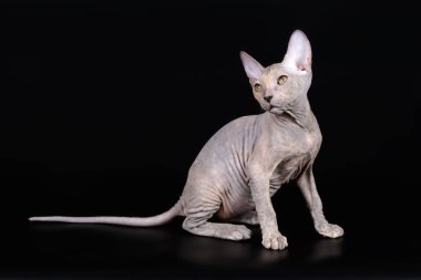 Renkli arka plan üzerinde don sphynx kedi kedi fotoğraf stüdyosu