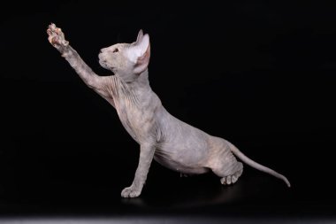 Renkli arka plan üzerinde don sphynx kedi kedi fotoğraf stüdyosu