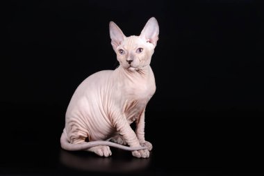 Renkli arka plan üzerinde don sphynx kedi kedi fotoğraf stüdyosu
