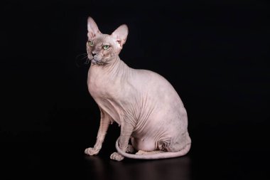 Renkli arka plan üzerinde don sphynx kedi kedi fotoğraf stüdyosu