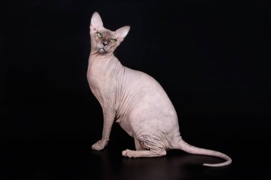 Renkli arka plan üzerinde don sphynx kedi kedi fotoğraf stüdyosu