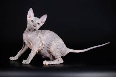 Renkli arka plan üzerinde don sphynx kedi kedi fotoğraf stüdyosu