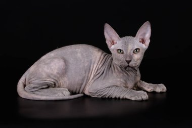 Renkli arka plan üzerinde don sphynx kedi kedi fotoğraf stüdyosu
