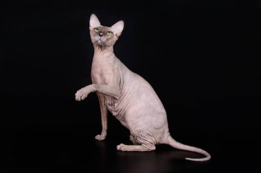 Renkli arka plan üzerinde don sphynx kedi kedi fotoğraf stüdyosu