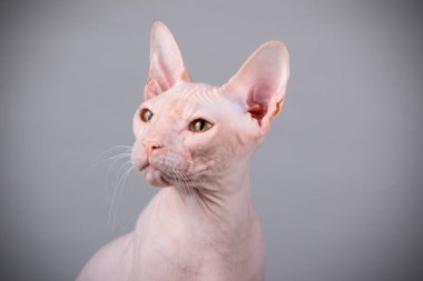 Renkli arka plan üzerinde don sphynx kedi kedi fotoğraf stüdyosu