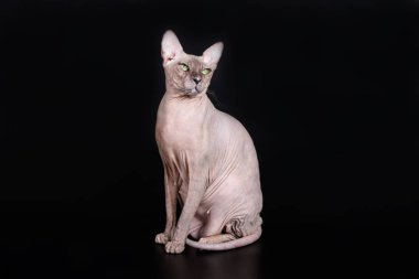 Renkli arka plan üzerinde don sphynx kedi kedi fotoğraf stüdyosu
