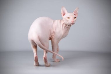 Renkli arka plan üzerinde don sphynx kedi kedi fotoğraf stüdyosu