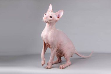 Renkli arka plan üzerinde don sphynx kedi kedi fotoğraf stüdyosu