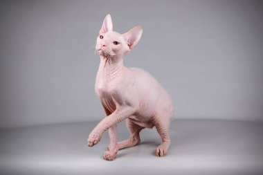 Renkli arka plan üzerinde don sphynx kedi kedi fotoğraf stüdyosu