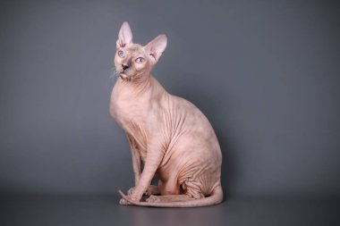 Renkli arka plan üzerinde don sphynx kedi kedi fotoğraf stüdyosu
