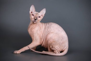 Renkli arka plan üzerinde don sphynx kedi kedi fotoğraf stüdyosu