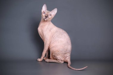 Renkli arka plan üzerinde don sphynx kedi kedi fotoğraf stüdyosu