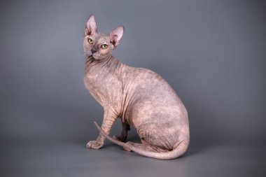Renkli arka plan üzerinde don sphynx kedi kedi fotoğraf stüdyosu