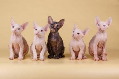 Renkli arka plan üzerinde don sphynx kedi kedi fotoğraf stüdyosu