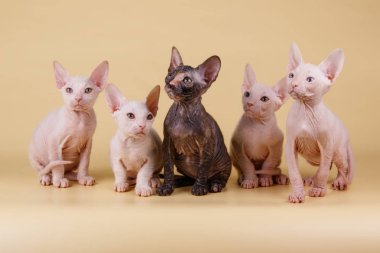 Renkli arka plan üzerinde don sphynx kedi kedi fotoğraf stüdyosu