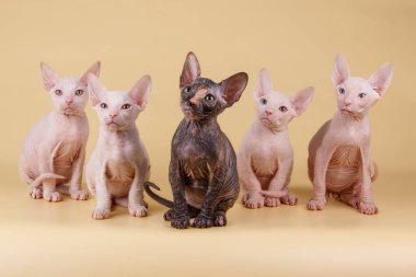 Renkli arka plan üzerinde don sphynx kedi kedi fotoğraf stüdyosu