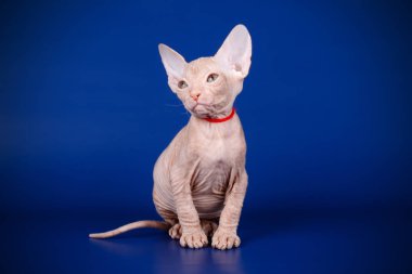 Renkli arka plan üzerinde don sphynx kedi kedi fotoğraf stüdyosu