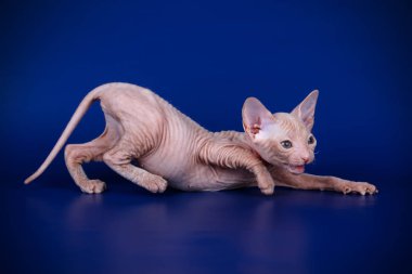 Renkli arka plan üzerinde don sphynx kedi kedi fotoğraf stüdyosu