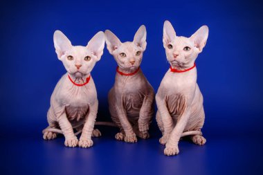Renkli arka plan üzerinde don sphynx kedi kedi fotoğraf stüdyosu