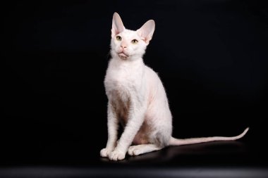 Renkli arka plan üzerinde don sphynx kedi kedi fotoğraf stüdyosu