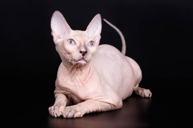 Renkli arka plan üzerinde don sphynx kedi kedi fotoğraf stüdyosu