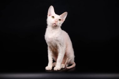 Renkli arka plan üzerinde don sphynx kedi kedi fotoğraf stüdyosu