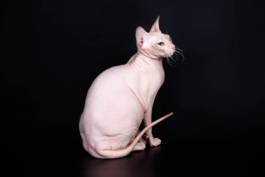 Renkli arka plan üzerinde don sphynx kedi kedi fotoğraf stüdyosu