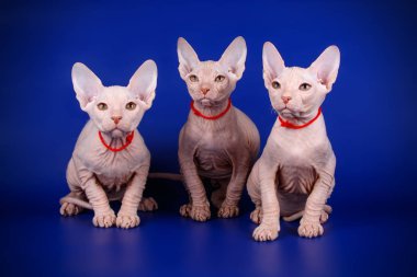 Renkli arka plan üzerinde don sphynx kedi kedi fotoğraf stüdyosu