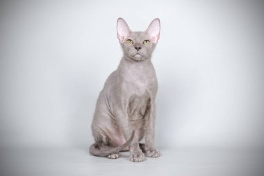 Renkli arka plan üzerinde don sphynx kedi kedi fotoğraf stüdyosu