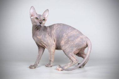 Renkli arka plan üzerinde don sphynx kedi kedi fotoğraf stüdyosu