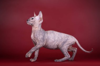 Renkli arka plan üzerinde don sphynx kedi kedi fotoğraf stüdyosu