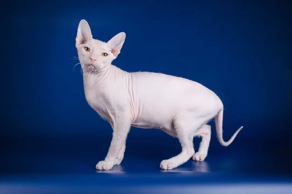 Studio photography of the cat of the don sphynx cat on colored backgrounds