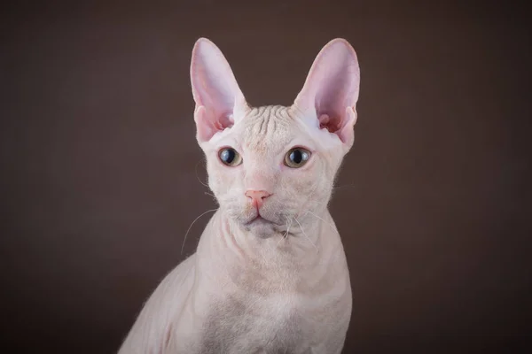 Studiofotografie Van Kat Van Don Sphynx Kat Een Gekleurde Achtergrond — Stockfoto