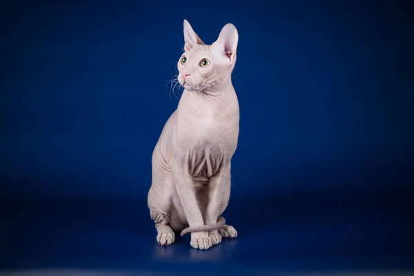 Studio Fotografii Kota Don Sphynx Cat Kolorowe Tło — Zdjęcie stockowe