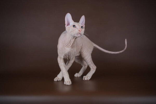 Studio photography of the cat of the don sphynx cat on colored backgrounds