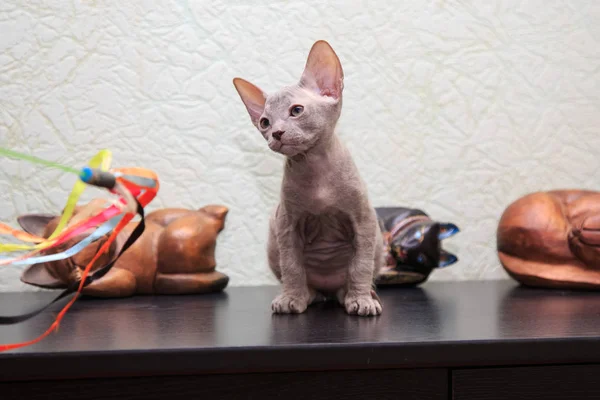 Studio photography of the cat of the don sphynx cat on colored backgrounds