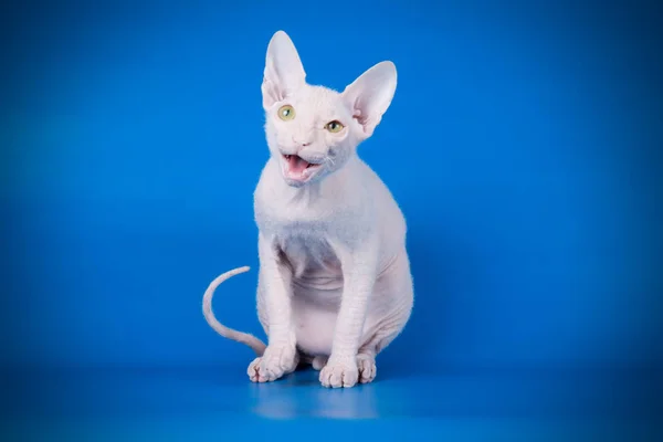 Studiofotografie Van Kat Van Don Sphynx Kat Een Gekleurde Achtergrond — Stockfoto