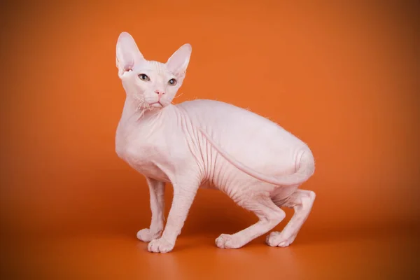 Studio photography of the cat of the don sphynx cat on colored backgrounds