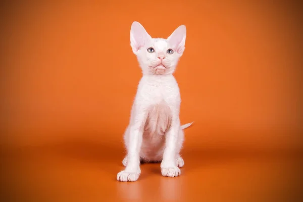 Studio Fotografii Kota Don Sphynx Cat Kolorowe Tło — Zdjęcie stockowe