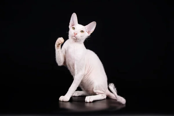 Photographie Studio Chat Chat Don Sphynx Sur Fond Coloré — Photo