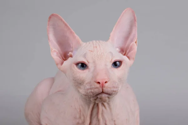 Studio Photography Cat Don Sphynx Cat Colored Backgrounds — Stock Photo, Image
