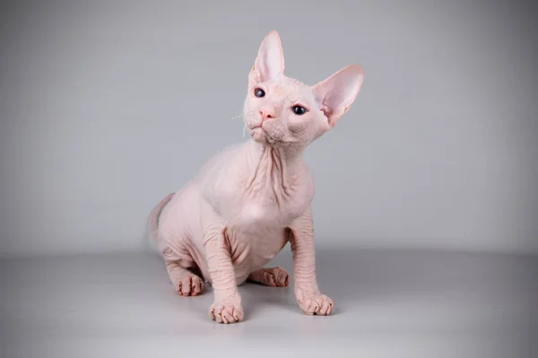 Studio photography of the cat of the don sphynx cat on colored backgrounds