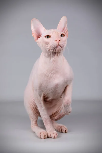 Studiofotografie Van Kat Van Don Sphynx Kat Een Gekleurde Achtergrond — Stockfoto