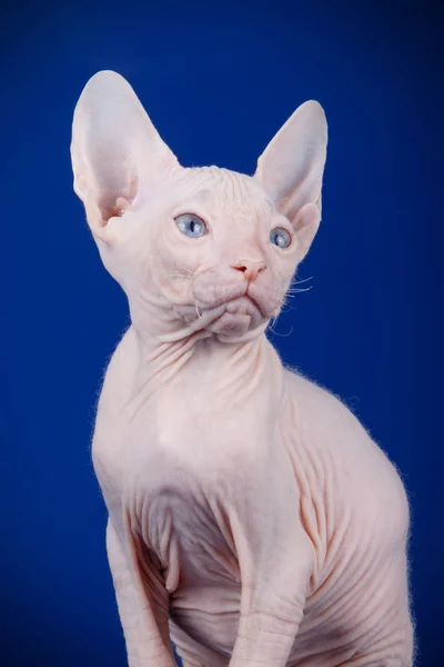 Studioaufnahmen Der Katze Der Sphynx Katze Auf Farbigen Hintergründen — Stockfoto