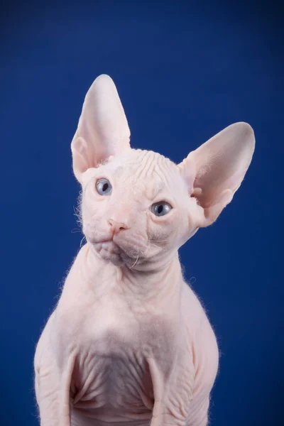 Estudio Fotografía Del Gato Del Gato Don Sphynx Sobre Fondos — Foto de Stock